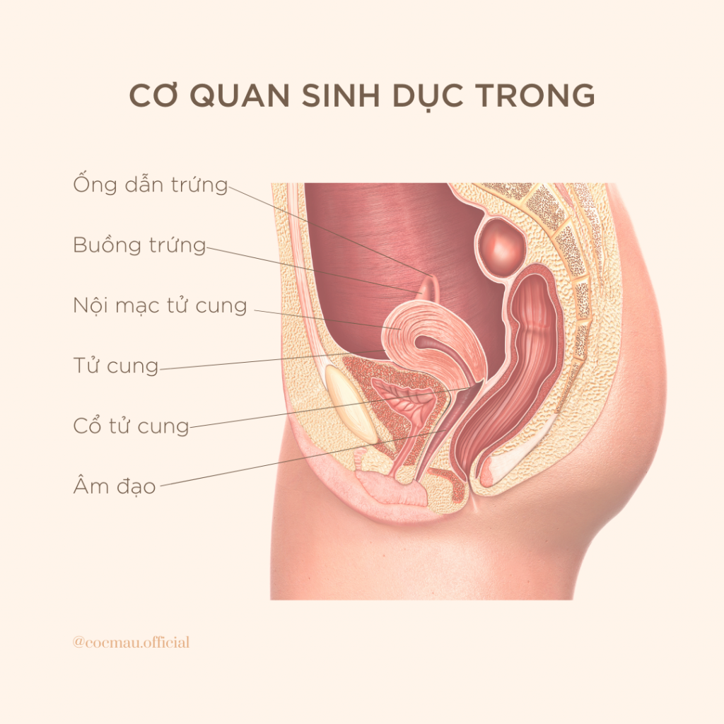 Dù bạn không nhìn thấy chúng, chức năng nội tiết của cơ quan sinh sản trong ảnh hưởng và điều tiết cuộc sống hàng ngày của bạn, cũng là nơi phép màu sinh sản diễn ra!