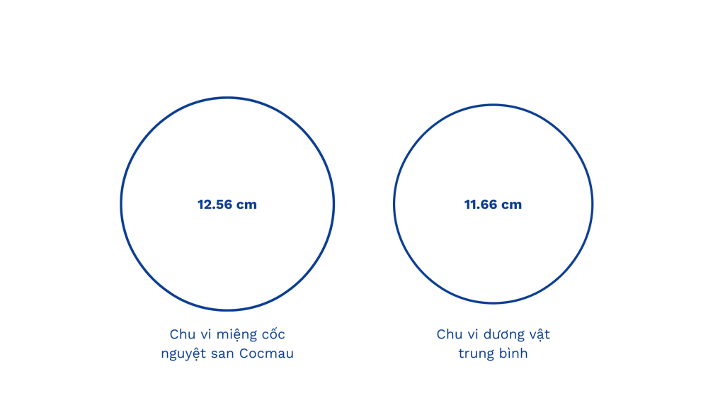 Chu vi miệng cốc nguyệt san Cocmau xấp xỉ chu vi chiếc dương vật trung bình