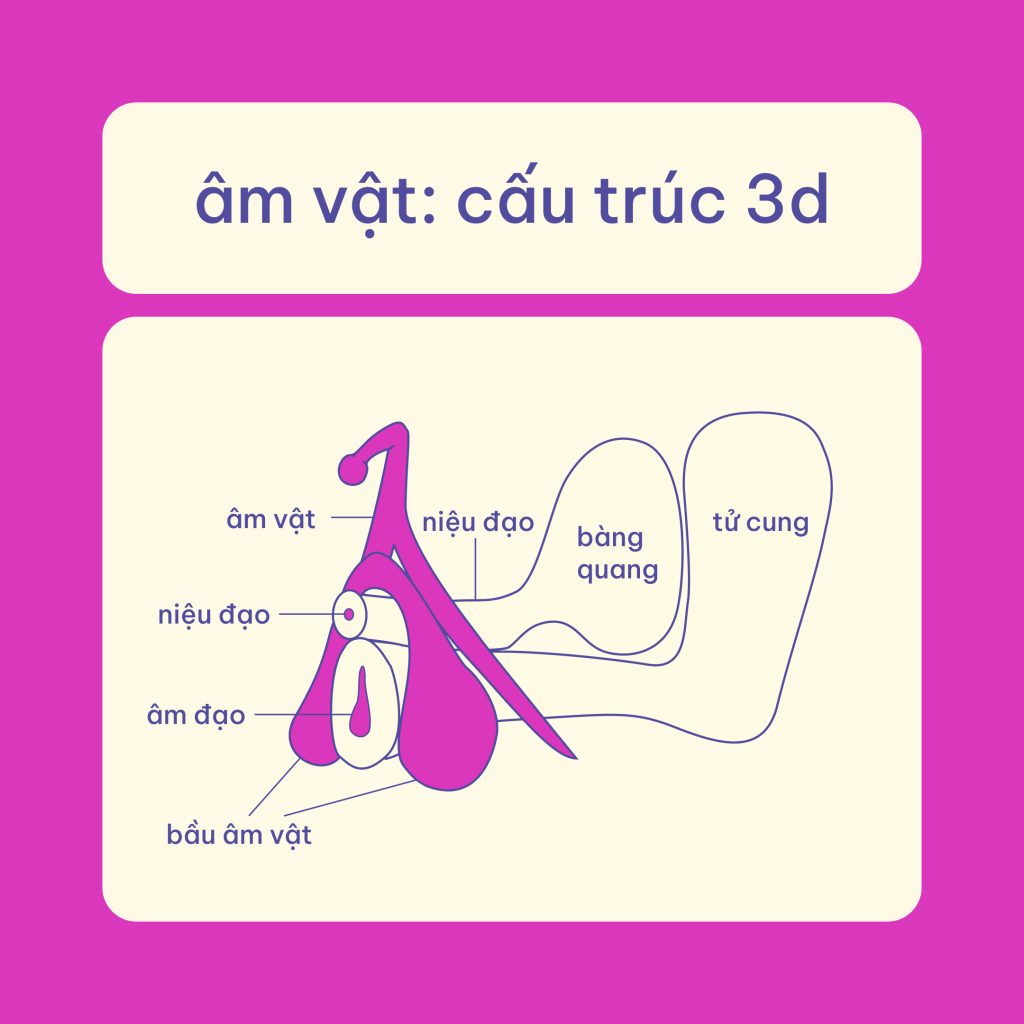 Âm vật là một cấu trúc 3D ẩn bên dưới môi lớn, môi bé, và có những phần kéo dài vào trong âm đạo. Âm vật ở phụ nữ là bộ phận duy nhất trong cơ thể người chỉ dành cho khoái cảm.