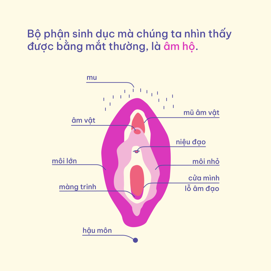 Mặc dù chúng ta hay sử dụng hai từ “âm đạo” để chỉ toàn bộ cơ quan sinh dục nữ, thực tế là bộ phận sinh dục chúng ta nhìn thấy được bằng mắt thường, nằm bên ngoài, gọi là âm hộ.