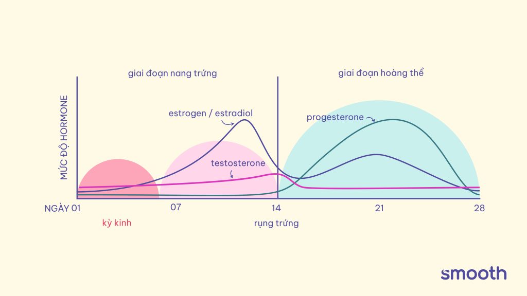 Chu kỳ kinh nguyệt bao gồm 4 giai đoạn. Mỗi giai đoạn do một hormone chiếm ưu thế, tạo nên những thay đổi thể chất và tâm trạng.